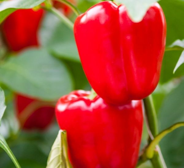 Kypsä paprika kasvamassa