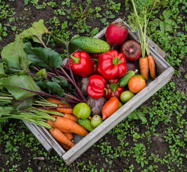 Kotipuutarhasta kerättyä tuoretta vihannessatoa viljelylaatikossa