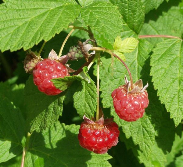 Viheraarni Muskoka vadelmapensas