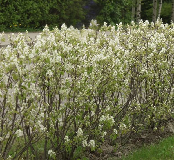 Isotuomipihlaja Amelanchier spicata