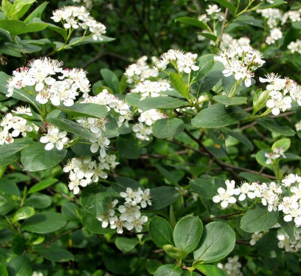 Koristearonia Aronia x prunifolia