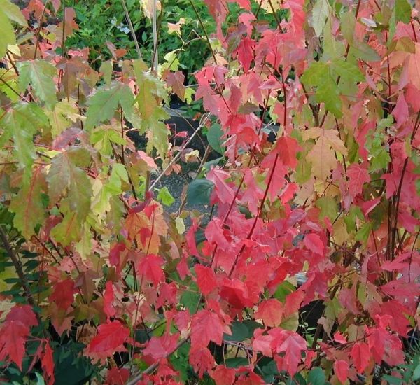 Mongolianvaahtera Acer tataricum subsp. ginnala
