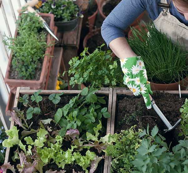 Kasveja ja yrttejä kasvamassa istutuslaatikoissa parvekkeella